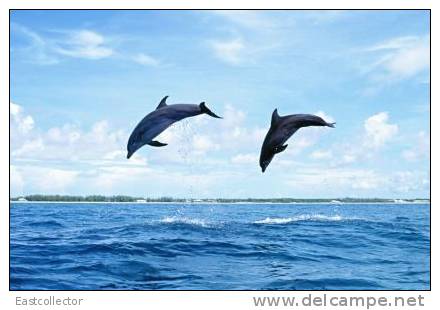 Post Stamp Card 0624 Fauna  Dolphins - Delfines