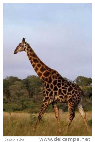 Post Stamp Card 0624 Fauna  Alligator Giraffe - Giraffes