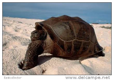 Post Stamp Card 0624 Fauna  Tortoise Turtle - Tortues