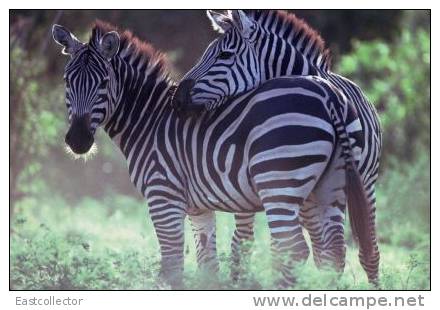 Post Stamp Card 0624 Fauna Zebra - Zebras