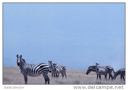 Post Stamp Card 0624 Fauna Zebra - Zebras