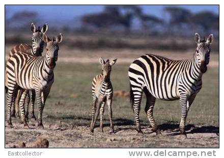 Post Stamp Card 0624 Fauna Zebra - Zebras