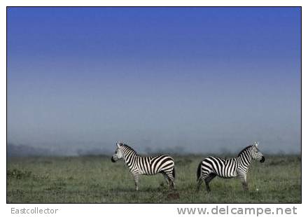 Post Stamp Card 0624 Fauna Zebra - Zebras