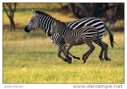 Post Stamp Card 0624 Fauna Zebra - Zebras