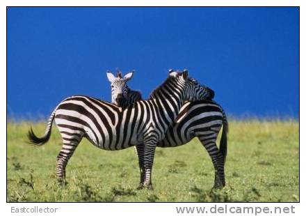 Post Stamp Card 0624 Fauna Zebra - Zèbres