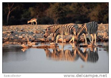 Post Stamp Card 0624 Fauna Zebra - Zebras