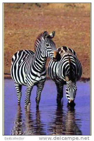 Post Stamp Card 0624 Fauna Zebra - Zebras