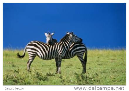 Post Stamp Card 0624 Fauna Zebra - Zebras