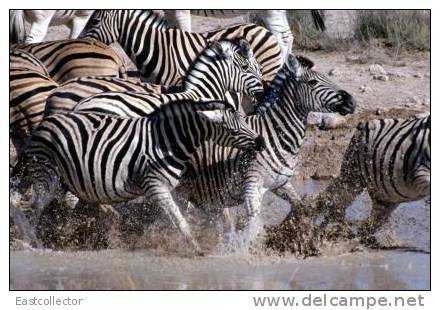 Post Stamp Card 0624 Fauna Zebra - Cebras