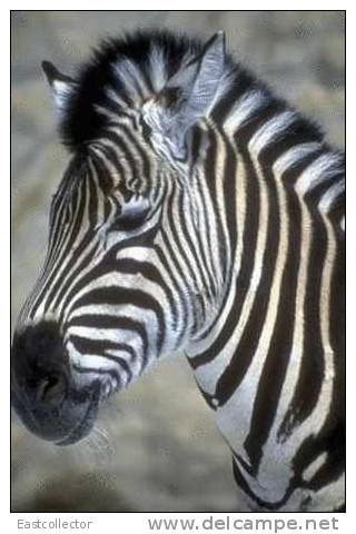 Post Stamp Card 0624 Fauna Zebra - Cebras