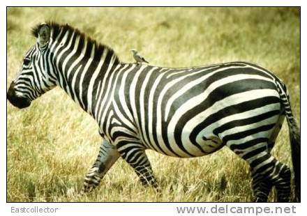 Post Stamp Card 0624 Fauna Zebra - Zebras