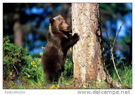 Post Stamp Card 0624 Fauna  Bear - Beren