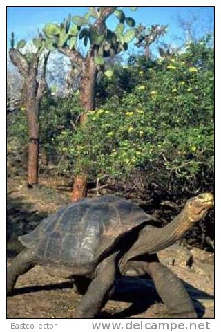 Post Stamp Card 0624 Fauna  Tortoise Turtle - Schildpadden