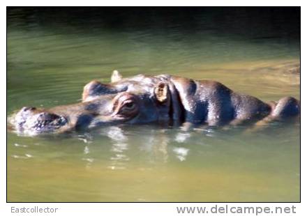 Post Stamp Card 0624 Fauna Behemo Thhippo Hippopotamus River Horse - Hippopotamuses