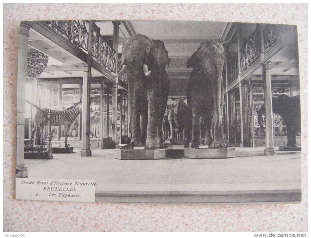 CPA..MUSEE ROYAL D HISTOIRE NATURELLE BRUXELLES..LES ELEPHANTS..NON ECRITE - Musées