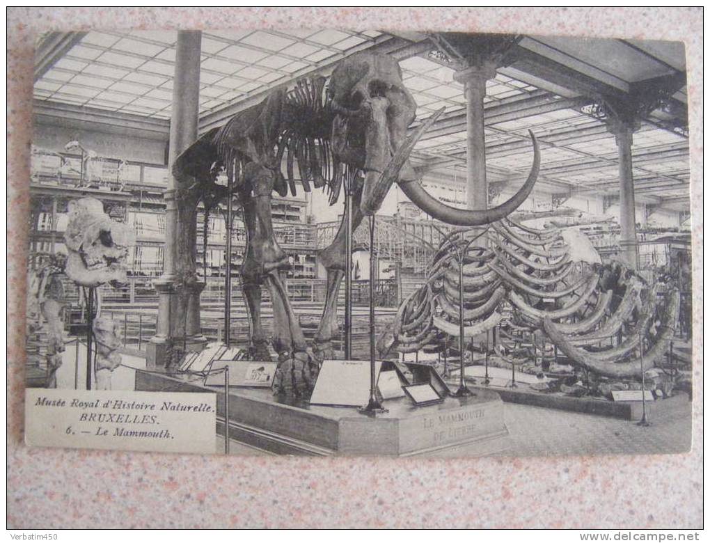 CPA..MUSEE ROYAL D HISTOIRE NATURELLE BRUXELLES..LE MAMMOUTH..NON ECRITE - Musei