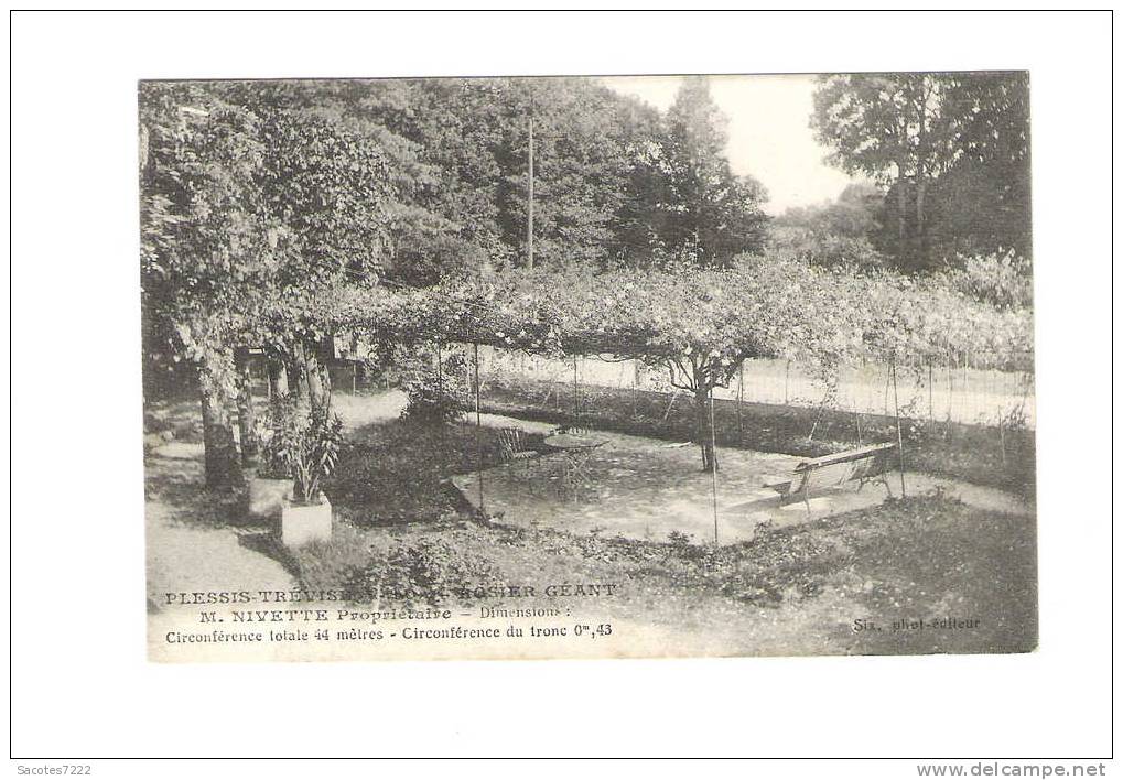 LE PLESSIS TREVIS -  ARBRE -  NIVETTE Propriétaire - - Le Plessis Trevise