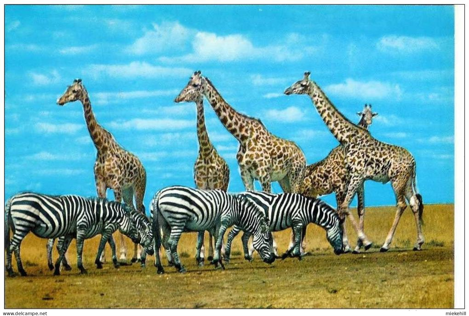 GIRAFES ET ZEBRES-ZEBRA AND GIRAFFE-ZAMBIA - Girafes