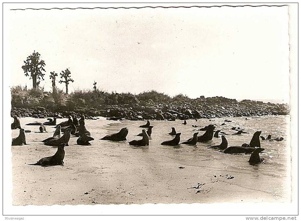 Cpsm, Des Phoques Sous L´Equateur. Photo Christian Zuber ,Galapagos - Equateur