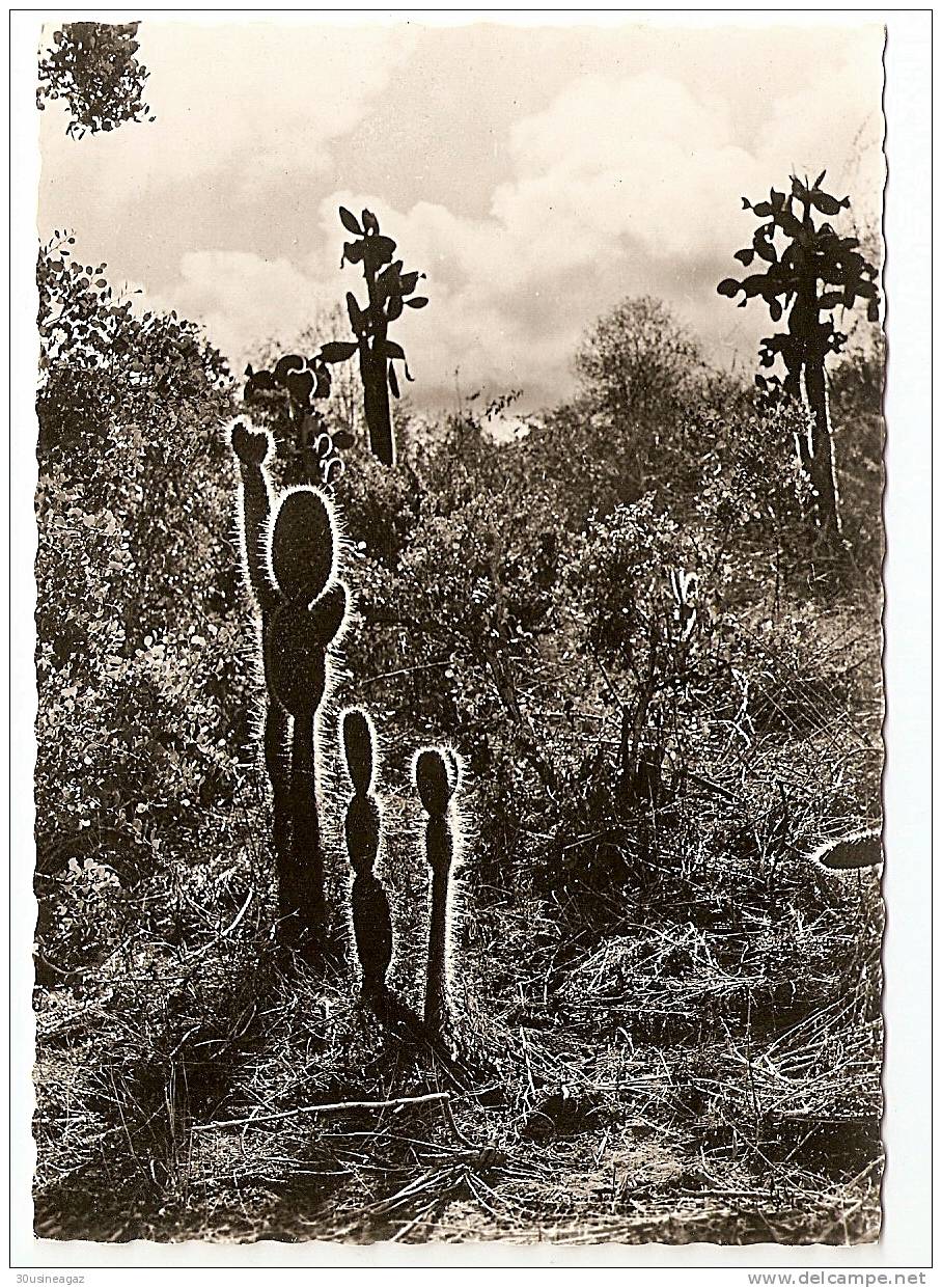 Cpsm, A L´ile De Santa Cruz. Photo Christian Zuber ,Galapagos - Equateur