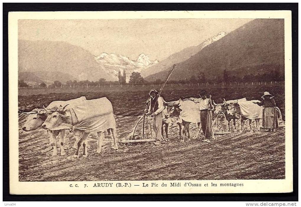 CPA  ANCIENNE- FRANCE- ARUDY (64)- SCENE DE LABOUR DANS LES CHAMPS- 3 PAIRES DE BOEUFS ATTELÉS- TRES BELLE ANIMATION - Arudy