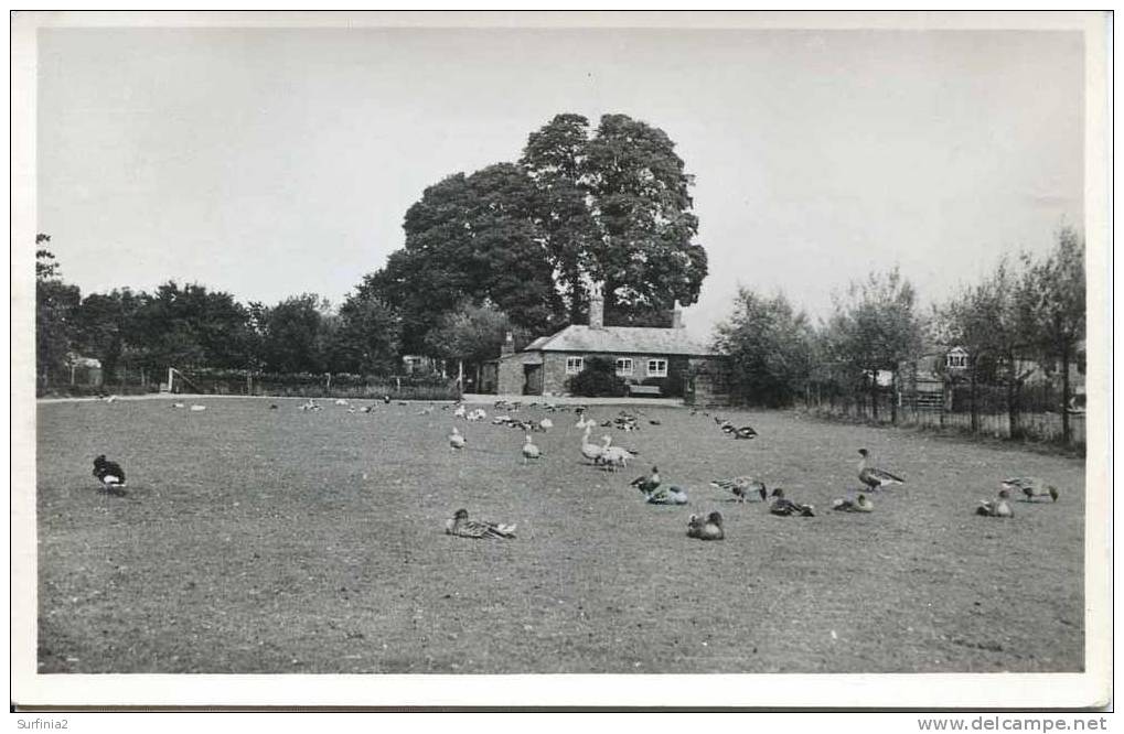 GLOS - SLIMBRIDGE WILDFOWL TRUST RP 1956  Gl107 - Other & Unclassified