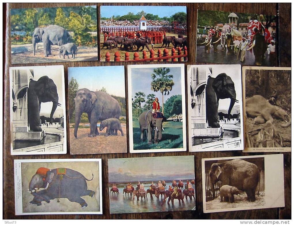 Lot De  27 CPA CPSM & CPM Sur Les éléphants, Zoo Du Monde, Thailande, Musée , Sri Lanka Etc ... - Éléphants