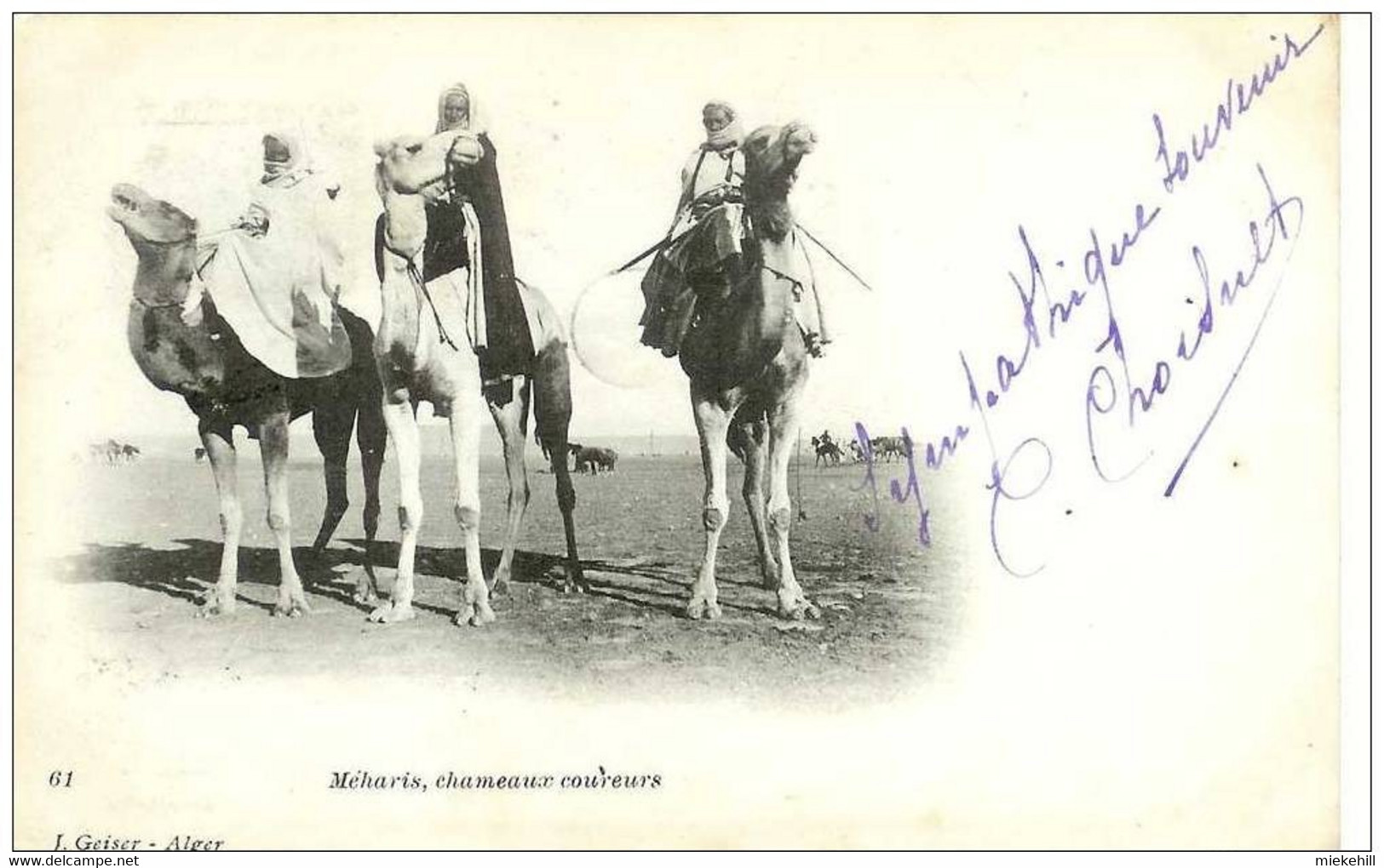 ALGERIE-MEHARIS-CHAMEAUX COUREURS - Scènes & Types