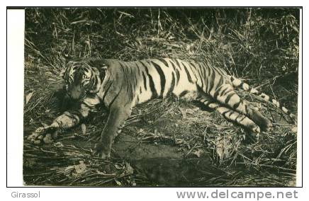 CPA TIGRE ABATTU LORS D' UNE CHASSE? Carte Photo - Tigers