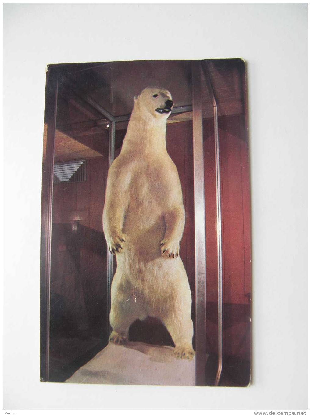 Polar Bear -White King - Monte Carlo Casino Hotel Elko Nevada    D72624 - Bears