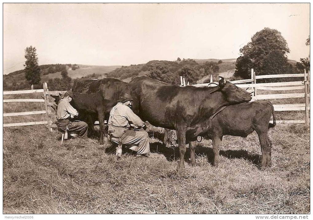 La Haute Auvergne , La Traite A L´estive Des Vaches , Photo Ed. Bos Aurillac - Auvergne