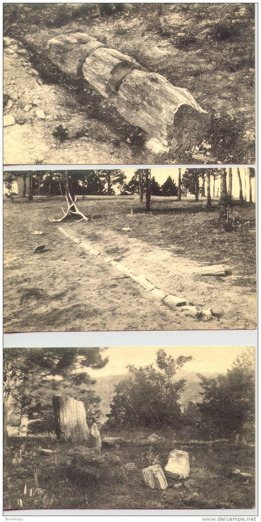 Set Of 7 Postcards Timber Of Ages Petrified Forest In Black Hills US Highway 16 Rapid City South Dakota - Rapid City
