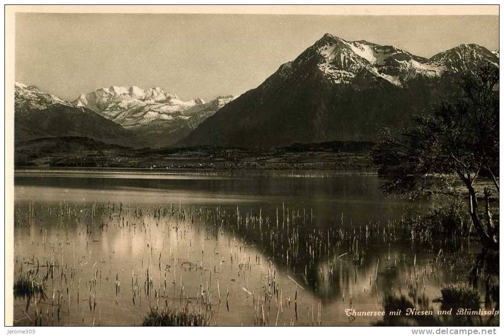 SUISSE - LAC DE THOUNE - THUNERSEE - CPA - N°2276 - Thunersee Mit Niesen Und Blümlisalp - Thun