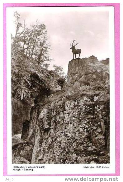 Höllental Schwarzwald Hirsch Sprung Phot Ralf Kellner - Höllental