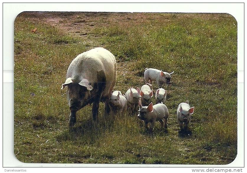 1988 Pocket Poche Bolsillo Bolso Calendar Calandrier Calendario Animais Domesticos Domestic Animmals Porco Pig - Big : 1981-90