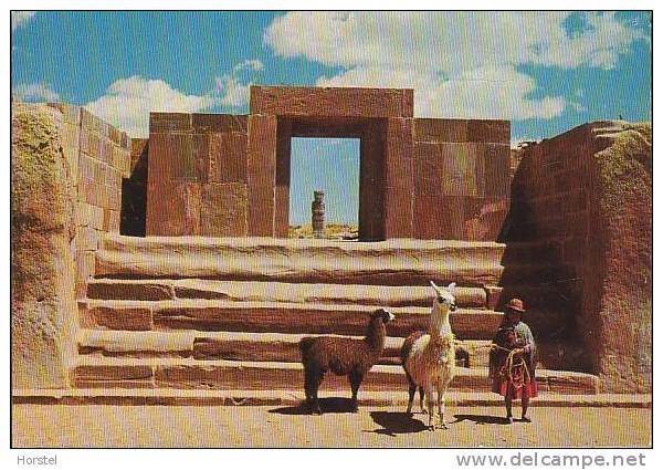 Bolivien - Tiwanaku - Lamas - Bolivië