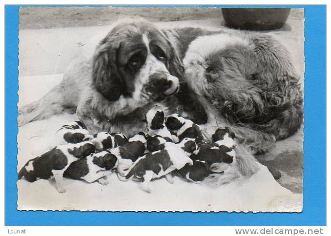 Chien - Lydia Et Ses 12 Petits St Bernard N°9 - Chiens