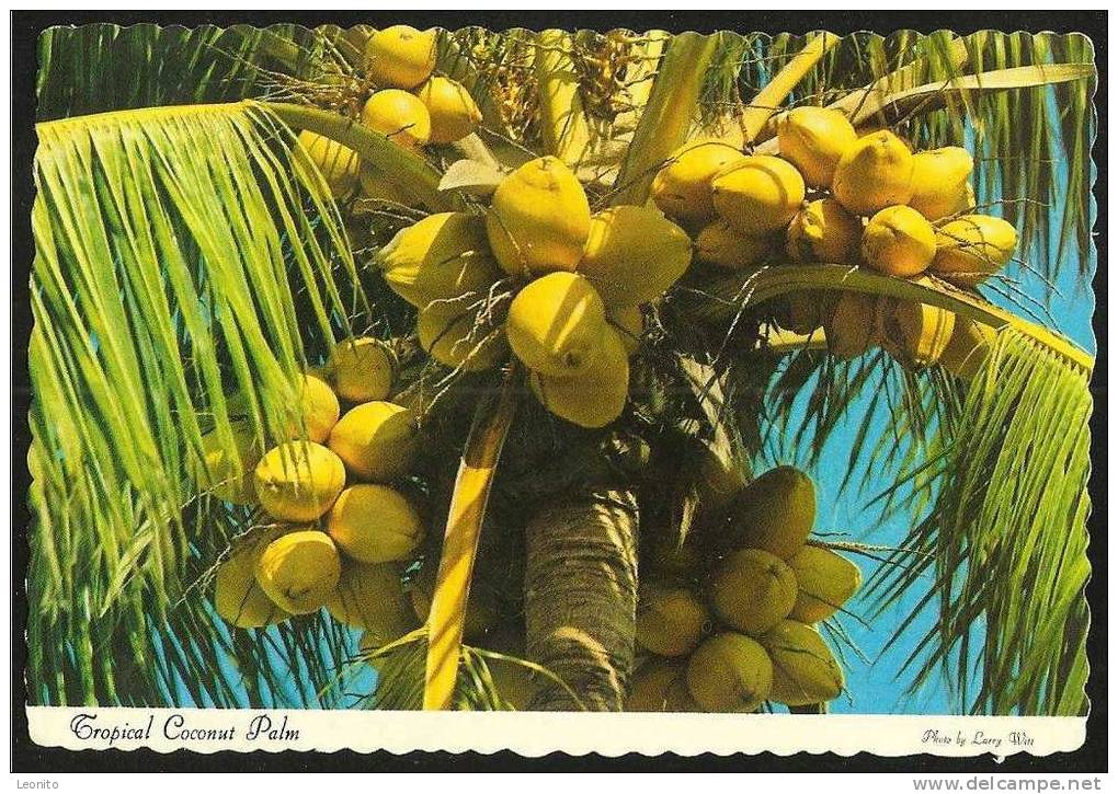 Tropical Coconut Palm Bahamas 1982 - Bahamas