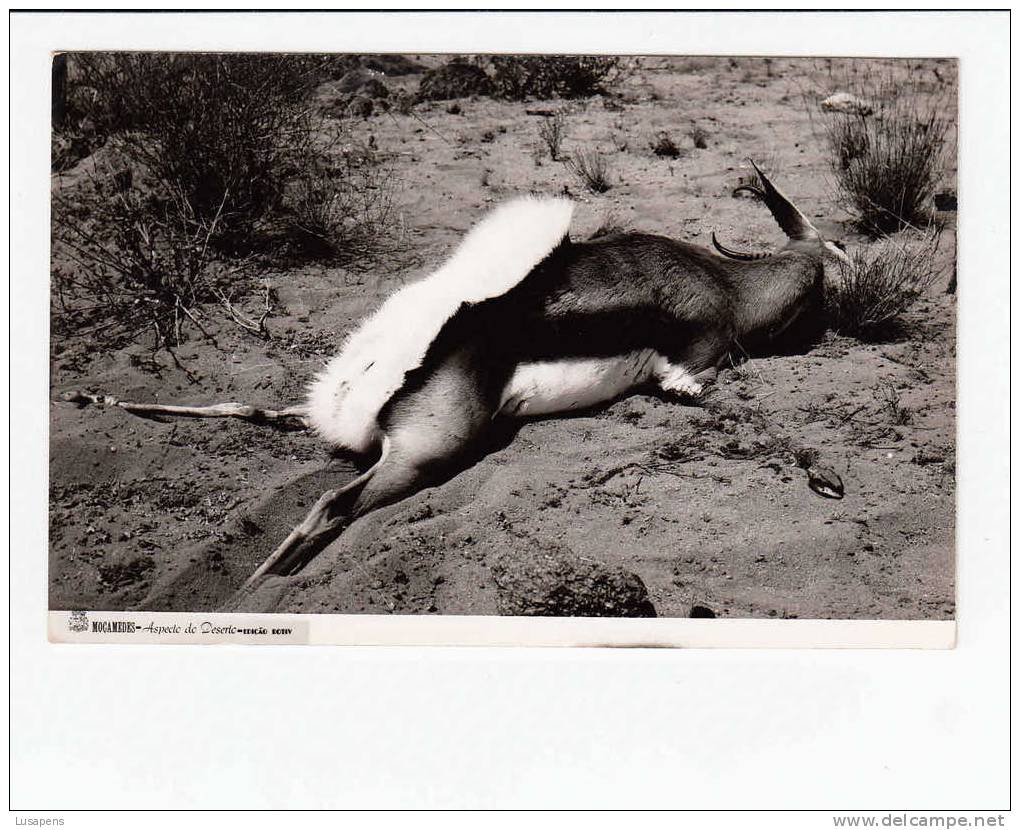 PORTUGAL - ANGOLA [183] - MOÇAMEDES - ASPECTO DO DESERTO - IMPALA(??!) (NO BACK) - Angola