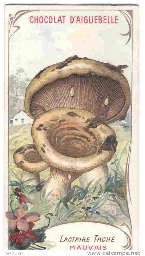 M AIGUEBELLE  LACTAIRE TACHE   FUNGHI CHAMPIGNONS MUSHROOMS PILZE SETAS. - Aiguebelle