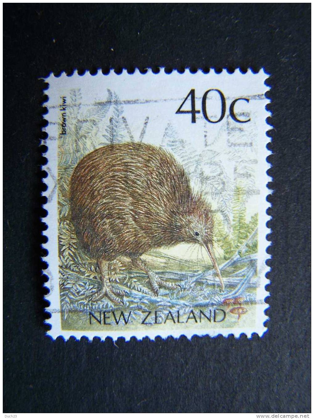 THEME ANIMAUX OISEAU KIWIS APTERYX NOUVELLE ZELANDE NEW ZEALAND - Kiwi