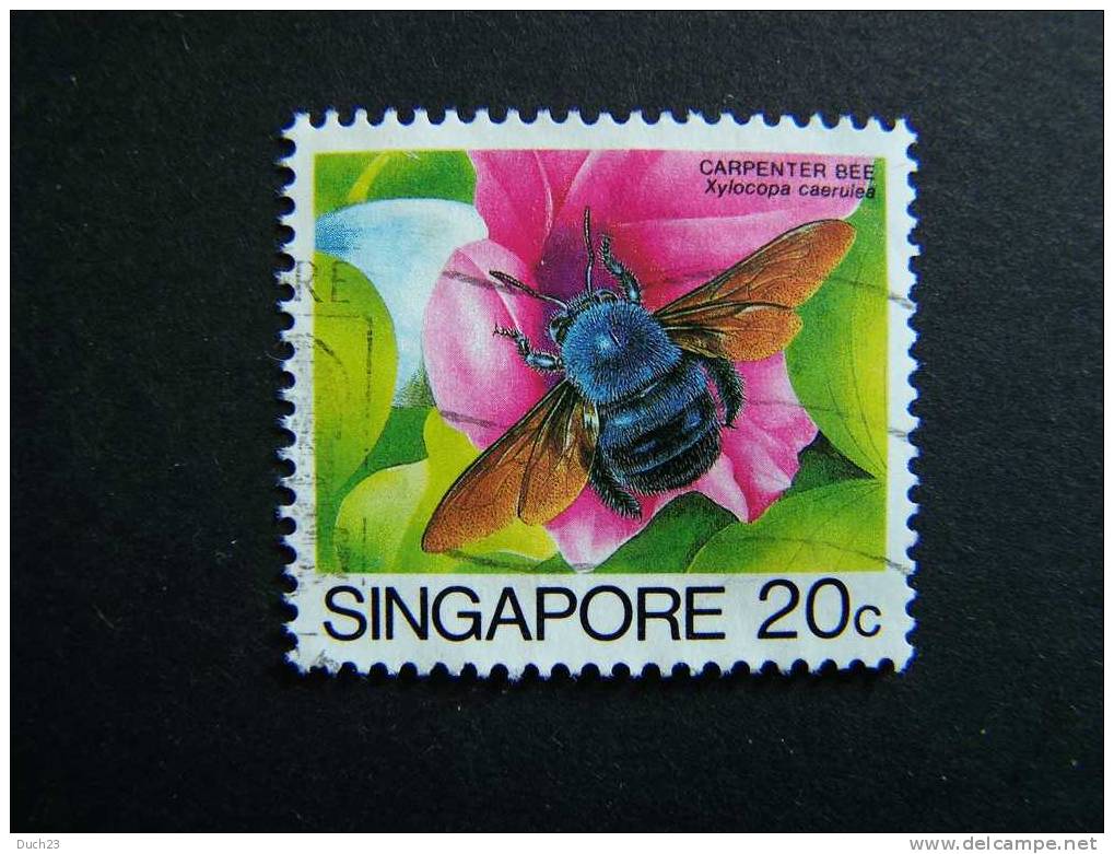 THEME ANIMAUX FAUNE INSECTE ABEILLE XYLOCOPA CAERULEA SINGAPOUR SINGAPORE - Abejas