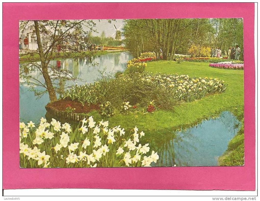 KEUKENHOFF . LISSE.HOLLAND ANNEE 1968 - Lisse