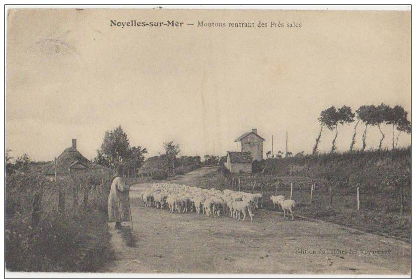 CPA 80 NOYELLES SUR MER Berger Moutons Rentrant Des Prés Salés 1911 - Noyelles-sur-Mer