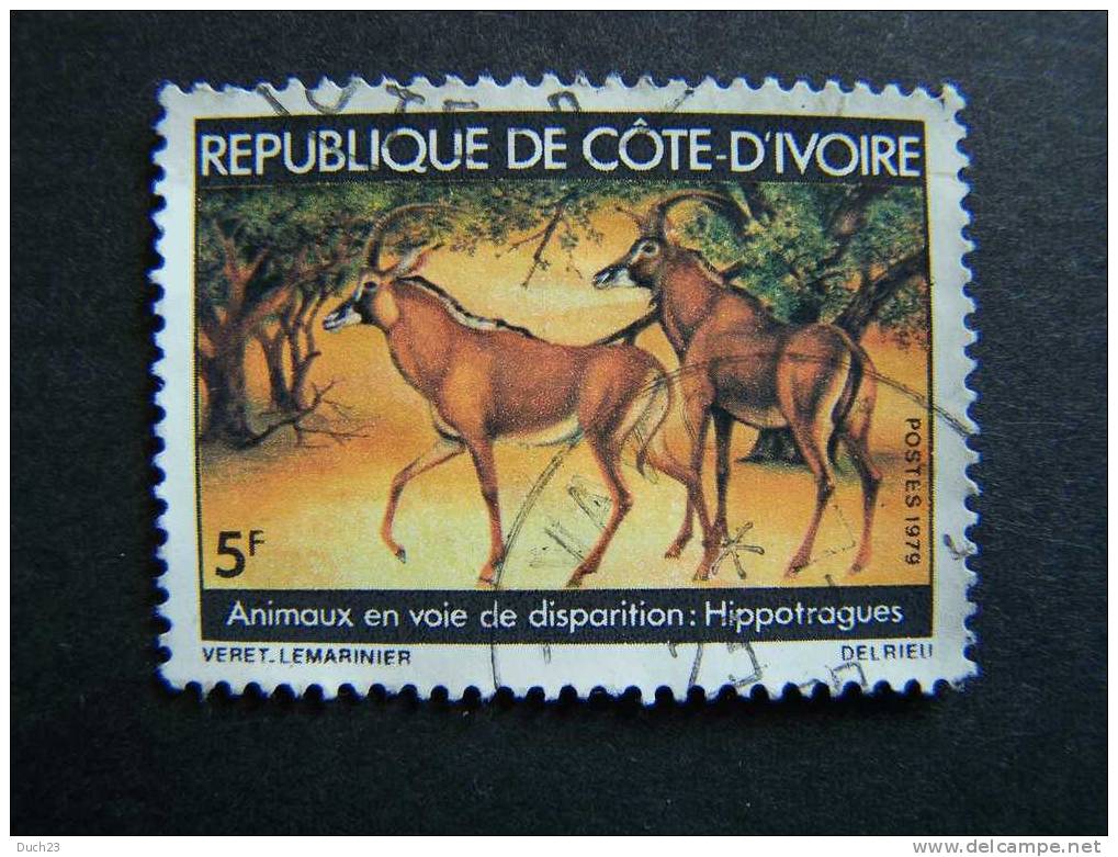 THEME ANIMAUX FAUNE MAMMIFERE  HIPPOTRAGUE COTE D´IVOIRE - Autres & Non Classés