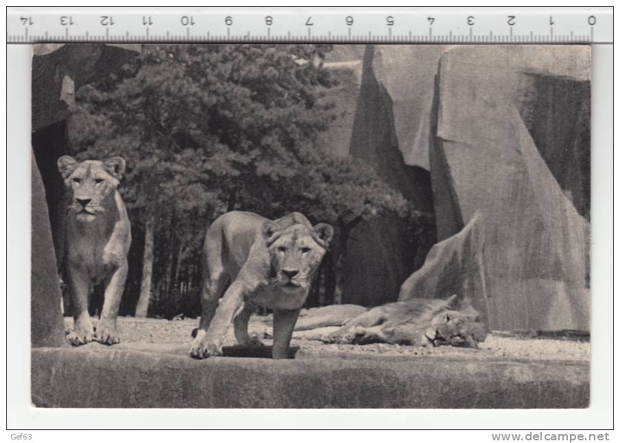 Lion Et Lionnes Sur Leur Plateau ° Parc Zoologique Du Bois De Vincennes Paris ° Leeuw / Löwe / Lion / Leone - Lions