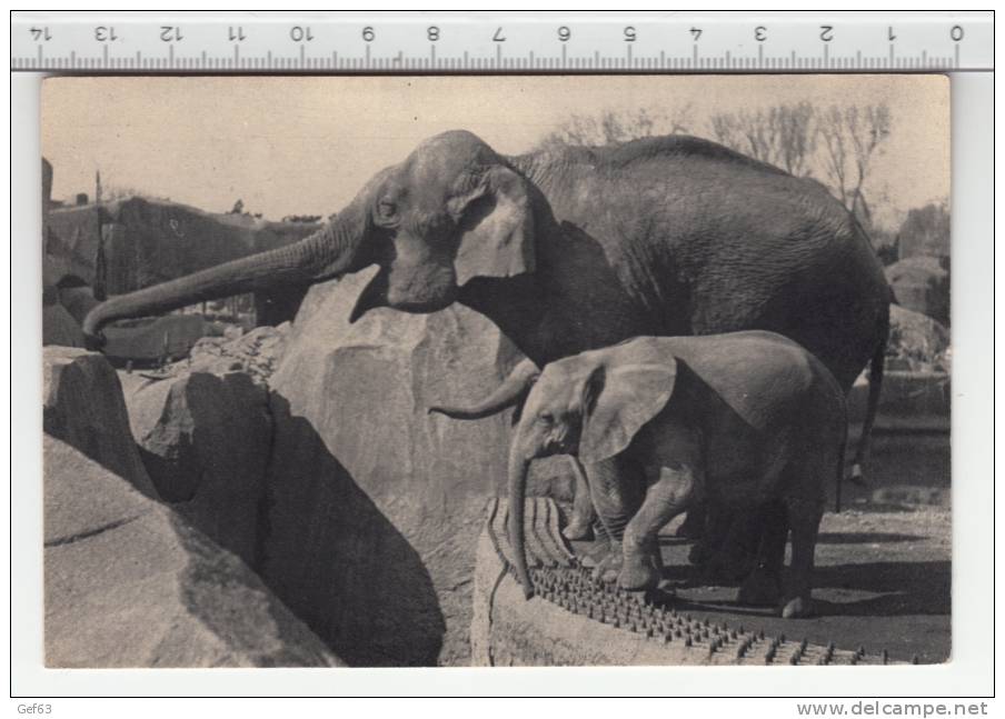 Un éléphant D'Asie Femelle Et Micheline, Jeune éléphant D'Afrique ° Parc Zoologique Du Bois De Vincennes Paris ° - Olifanten