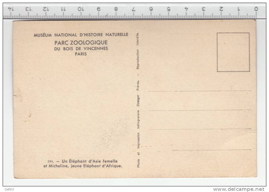 Un éléphant D'Asie Femelle Et Micheline, Jeune éléphant D'Afrique ° Parc Zoologique Du Bois De Vincennes Paris ° - Olifanten