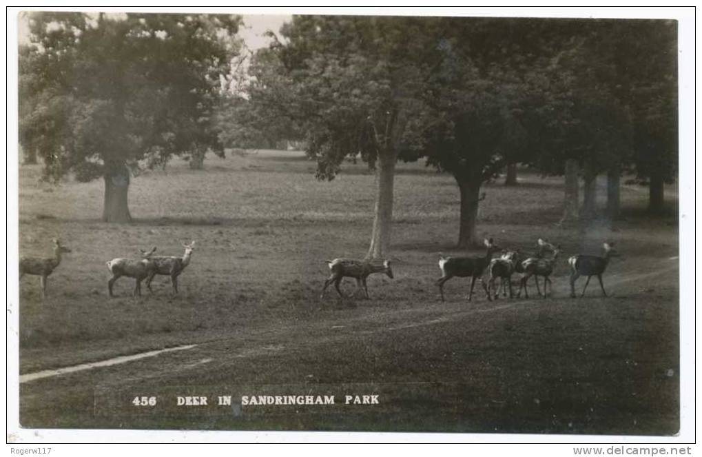 Deer In Sandringham Park - Sonstige & Ohne Zuordnung