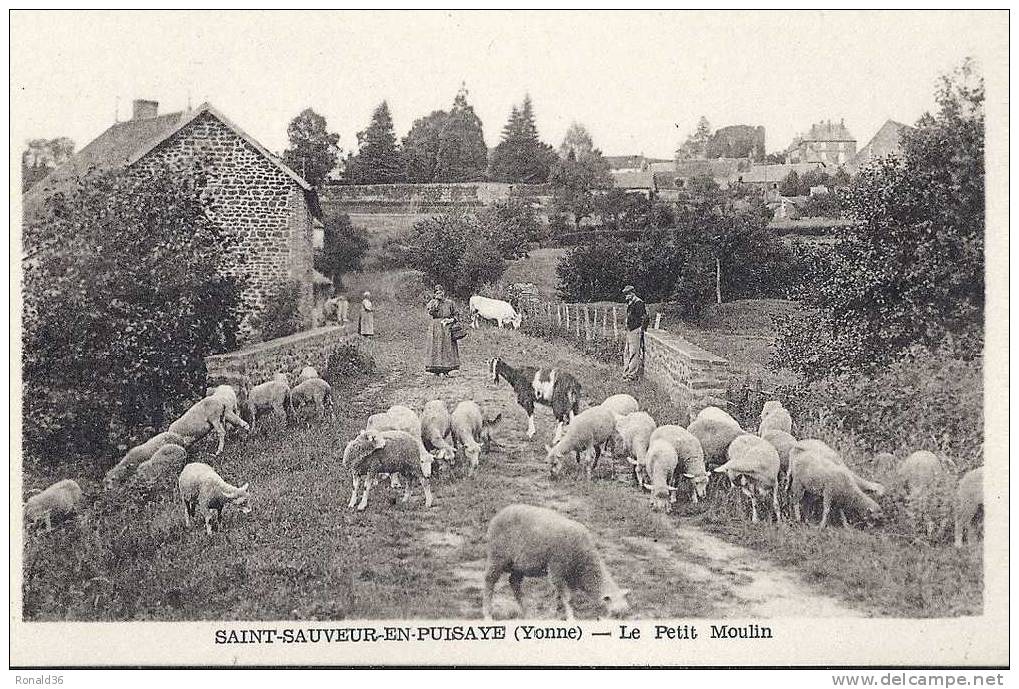 CP 89 SAINT SAUVEUR EN PUISAYE Le Petit Moulin à Eau ( Habitations ) Troupeau De Moutons Chèvre - Saint Sauveur En Puisaye